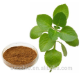 Alta Qualidade 100% Natural Orgânica Orgânica Oregano Leaf Extract Em Pó